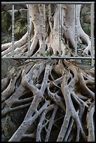 Roots and fence, Guandu Temple. Taipei, Taiwan (color)
