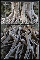 Roots and fence, Guandu Temple. Taipei, Taiwan ( color)