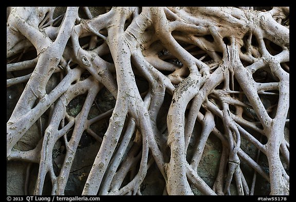 Roots on ground of Guandu Temple. Taipei, Taiwan (color)