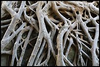 Roots on ground of Guandu Temple. Taipei, Taiwan ( color)