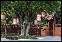 Lanterns hanging from tree, Confuscius Temple. Taipei, Taiwan ( color)