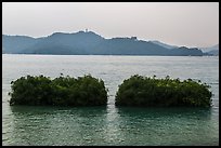 Floating gardens where plants are cultivated. Sun Moon Lake, Taiwan ( color)