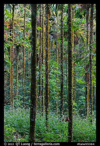 Trees in forest. Sun Moon Lake, Taiwan (color)