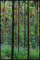 Trees in forest. Sun Moon Lake, Taiwan (color)