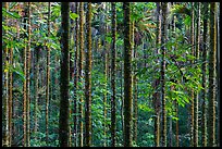 Dense forest with green leaves. Sun Moon Lake, Taiwan (color)