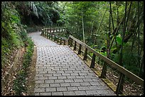 Path on Shabalan Mountain. Sun Moon Lake, Taiwan (color)