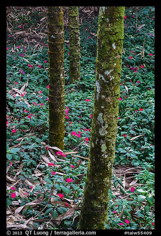 Mossy trees and undergrowth with flowers. Sun Moon Lake, Taiwan (color)