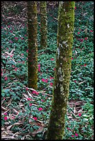 Mossy trees and undergrowth with flowers. Sun Moon Lake, Taiwan (color)