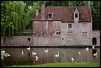 Swans, begijnhuisje, and canal. Bruges, Belgium (color)