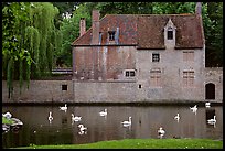 Swans, begijnhuisje, and canal. Bruges, Belgium