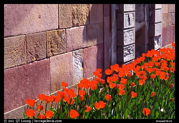 Tulips and wall, royal residence of Drottningholm. Sweden (color)