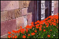 Tulips and wall, royal residence of Drottningholm. Sweden (color)