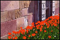 Tulips and wall, royal residence of Drottningholm. Sweden