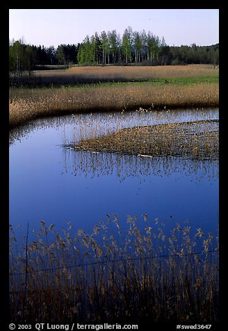 Pond. Gotaland, Sweden (color)