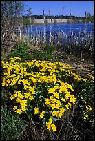 Yellow flowers on a lakeshore. Central Sweden