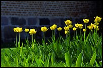 Tulips. Gotaland, Sweden ( color)