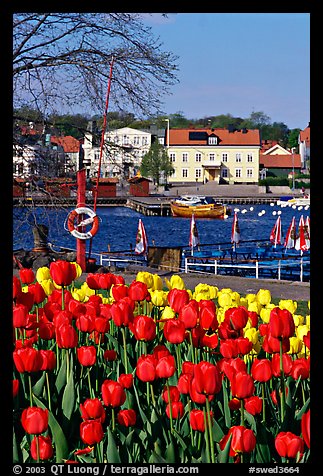 River and tulips, Vastervik. Gotaland, Sweden (color)