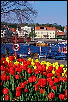 River and tulips, Vastervik. Gotaland, Sweden (color)