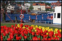 River and tulips, Vastervik. Gotaland, Sweden