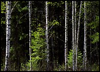 Aspen trees. Central Sweden ( color)