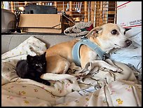 August 5, 2025.  ( color)