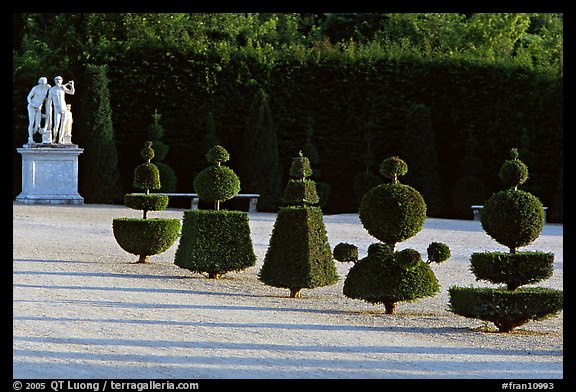 Hedged trees, Versailles palace gardens. France