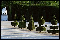 Hedged trees, Versailles palace gardens. France ( color)