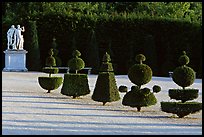 Hedged trees, Versailles palace gardens. France