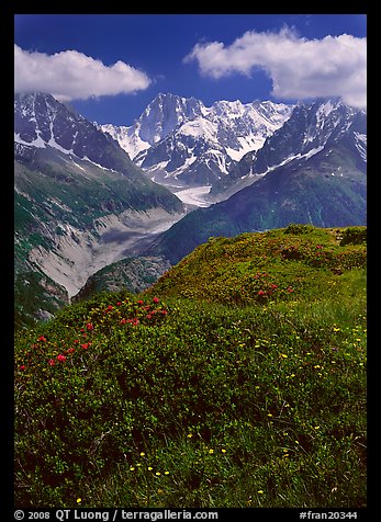 Meadow with wildflowers with Grandes Jorasses in the background, Chamonix. France