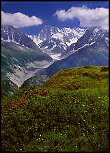 Meadow with wildflowers with Grandes Jorasses in the background, Chamonix. France ( color)