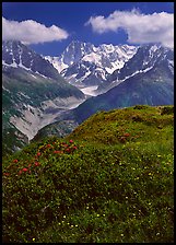 Meadow with wildflowers with Grandes Jorasses in the background, Chamonix. France