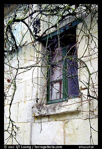 Window with dried grapes. Loire Valley, France (color)