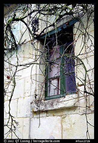 Window with dried grapes. Loire Valley, France