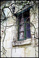 Window with dried grapes. Loire Valley, France (color)