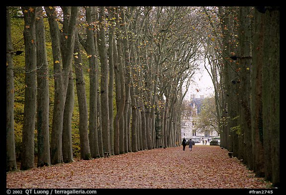 Sycamores, alley leading to Chenonceaux chateau. Loire Valley, France (color)