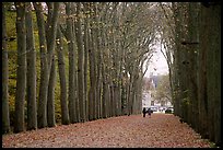 Sycamores, alley leading to Chenonceaux chateau. Loire Valley, France