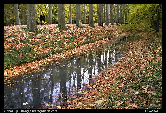 Sycamores along the alley leading to Chenonceaux chateau. Loire Valley, France