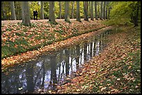 Sycamores along the alley leading to Chenonceaux chateau. Loire Valley, France ( color)