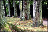 Trees in Palace Gardens, Fontainebleau Chateau. France ( color)
