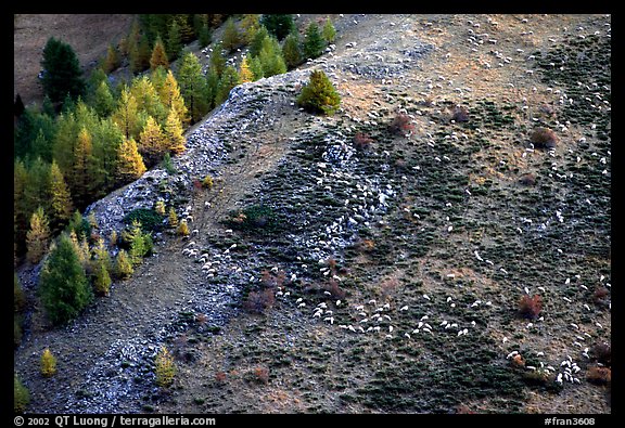 Herd of sheep on mountainside. Maritime Alps, France
