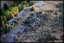 Herd of sheep on mountainside. Maritime Alps, France