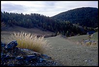 Mountain pasture in fall. Maritime Alps, France ( color)