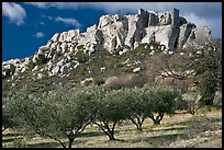 Olive trees and clifftop village, Les Baux-de-Provence. Provence, France