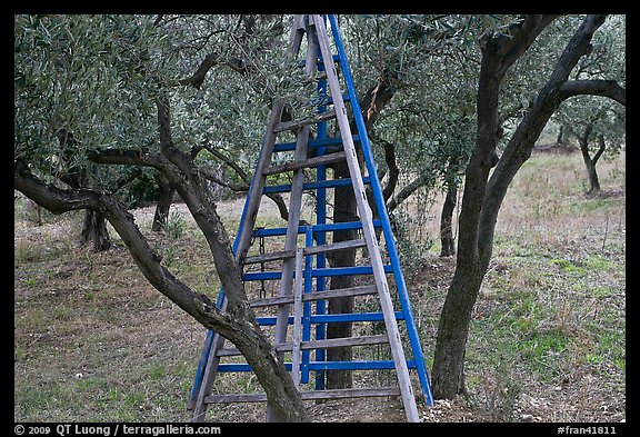 Ladders in olive tree orchard, Les Baux-de-Provence. Provence, France