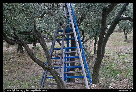 Ladders in olive tree orchard, Les Baux-de-Provence. Provence, France