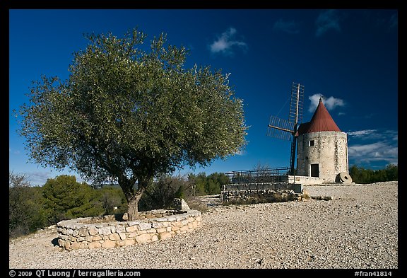 Olive tree and Alphonse Daudet windmill, Fontvielle. Provence, France