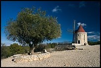 Olive tree and Alphonse Daudet windmill, Fontvielle. Provence, France (color)