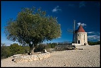 Olive tree and Alphonse Daudet windmill, Fontvielle. Provence, France