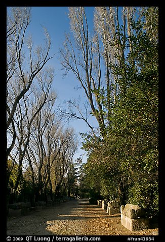 Path lined with tombs, Alyscamps. Arles, Provence, France