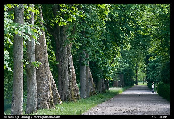 Forested alley, Fontainebleau Palace. France (color)